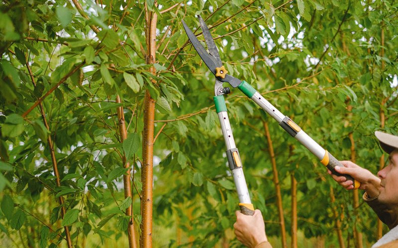 Tree trimming in Rodney, IA